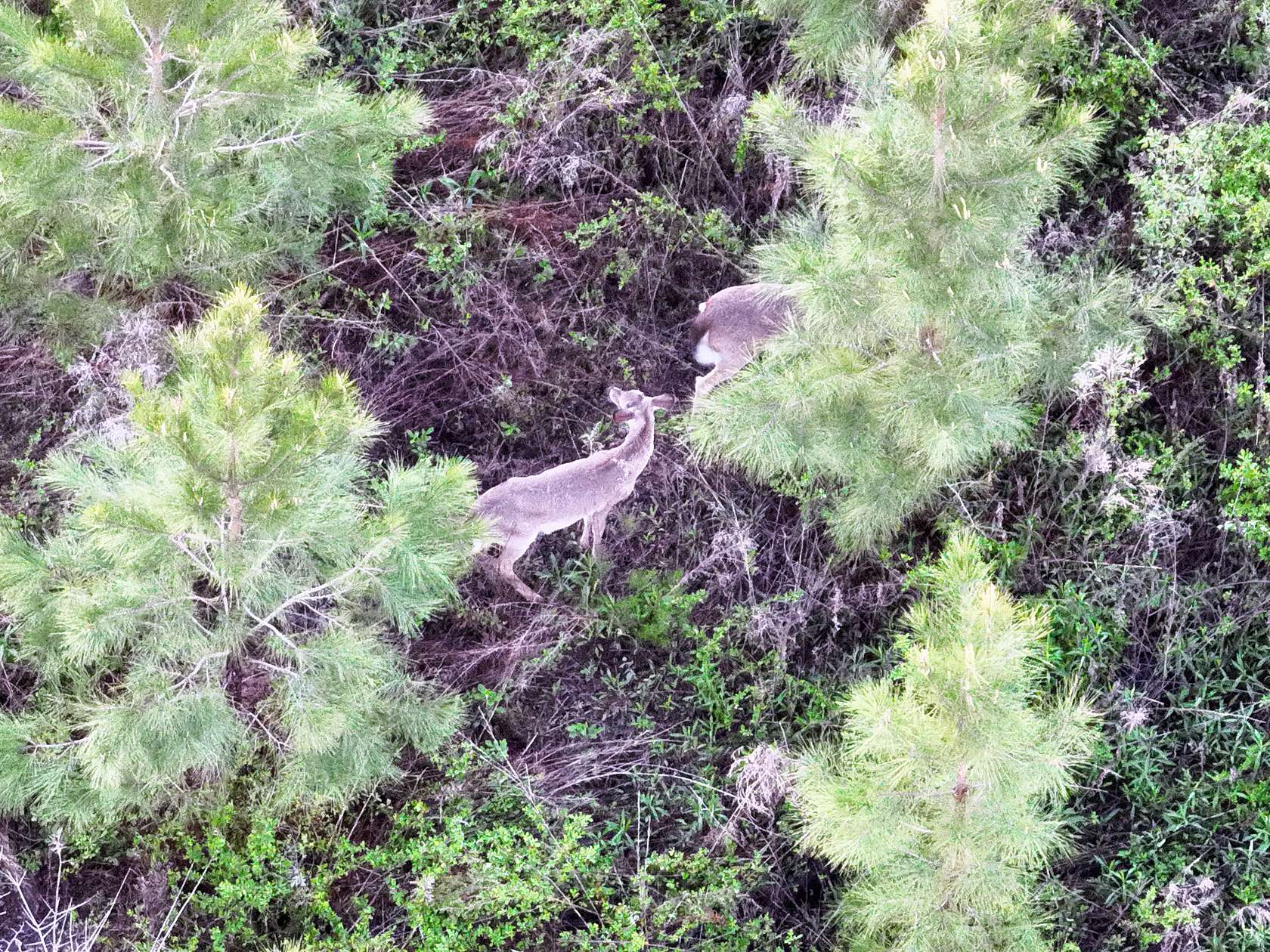 29.7 Acres of Land for Sale in Climax, Georgia