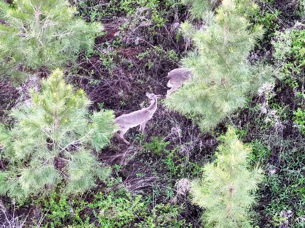 29.7 Acres of Land for Sale in Climax, Georgia