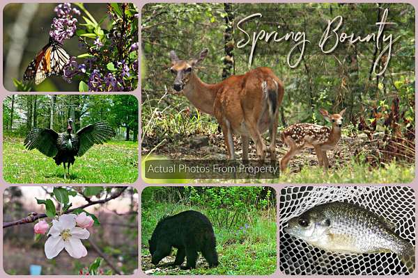 56 Acres of Land with Home for Sale in Cedarcreek, Missouri