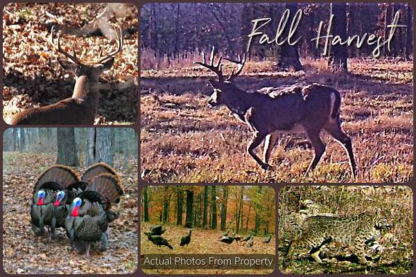 56 Acres of Land with Home for Sale in Cedarcreek, Missouri