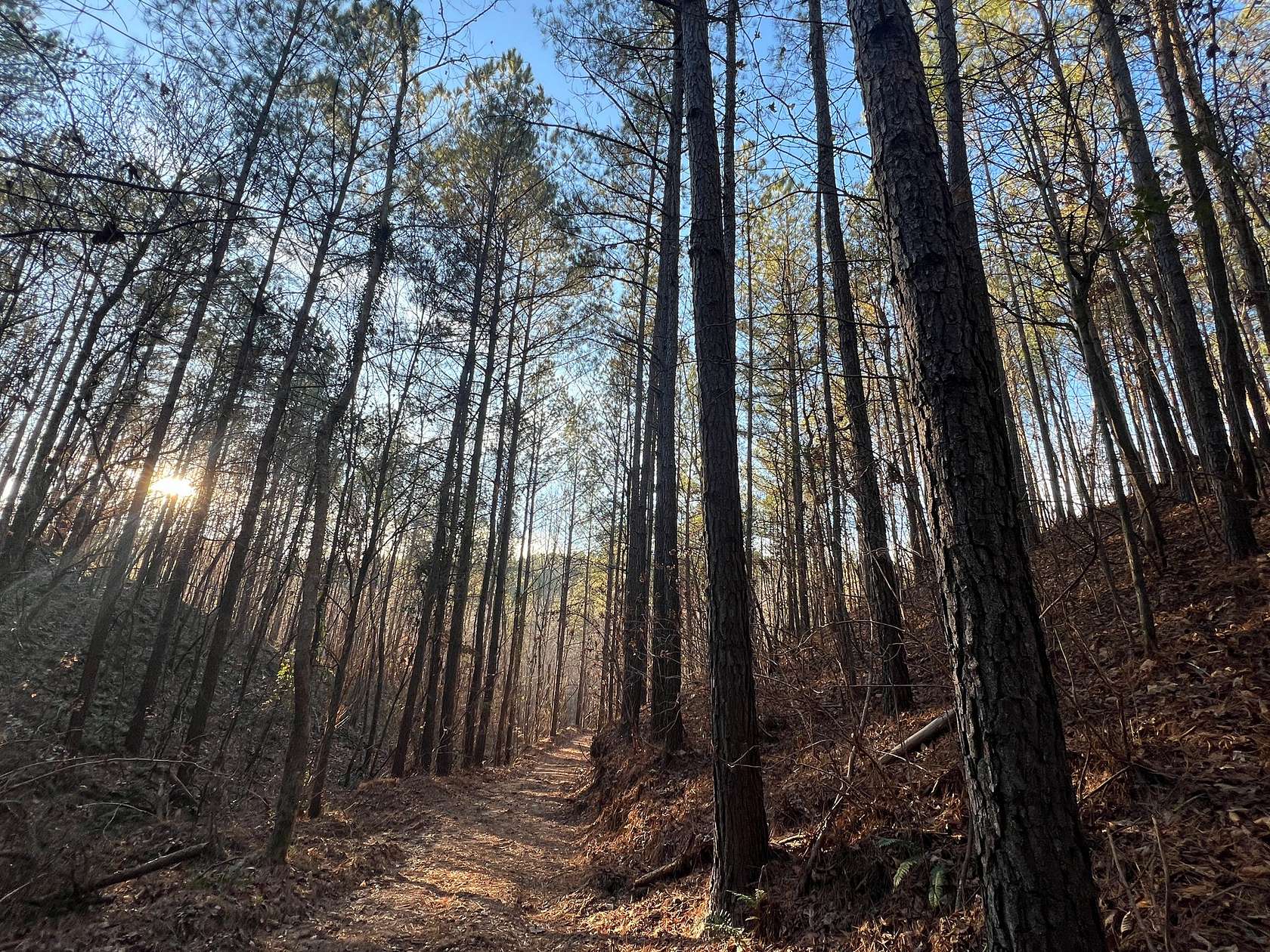 250 Acres of Recreational Land for Sale in Waterloo, Alabama