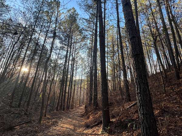 250 Acres of Recreational Land for Sale in Waterloo, Alabama