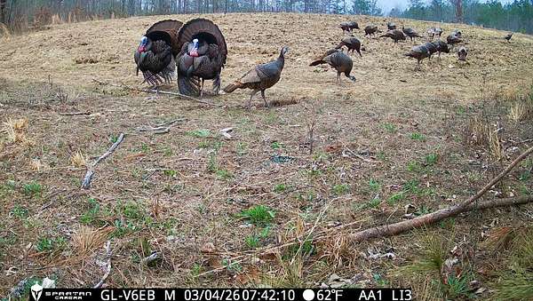 250 Acres of Recreational Land for Sale in Waterloo, Alabama