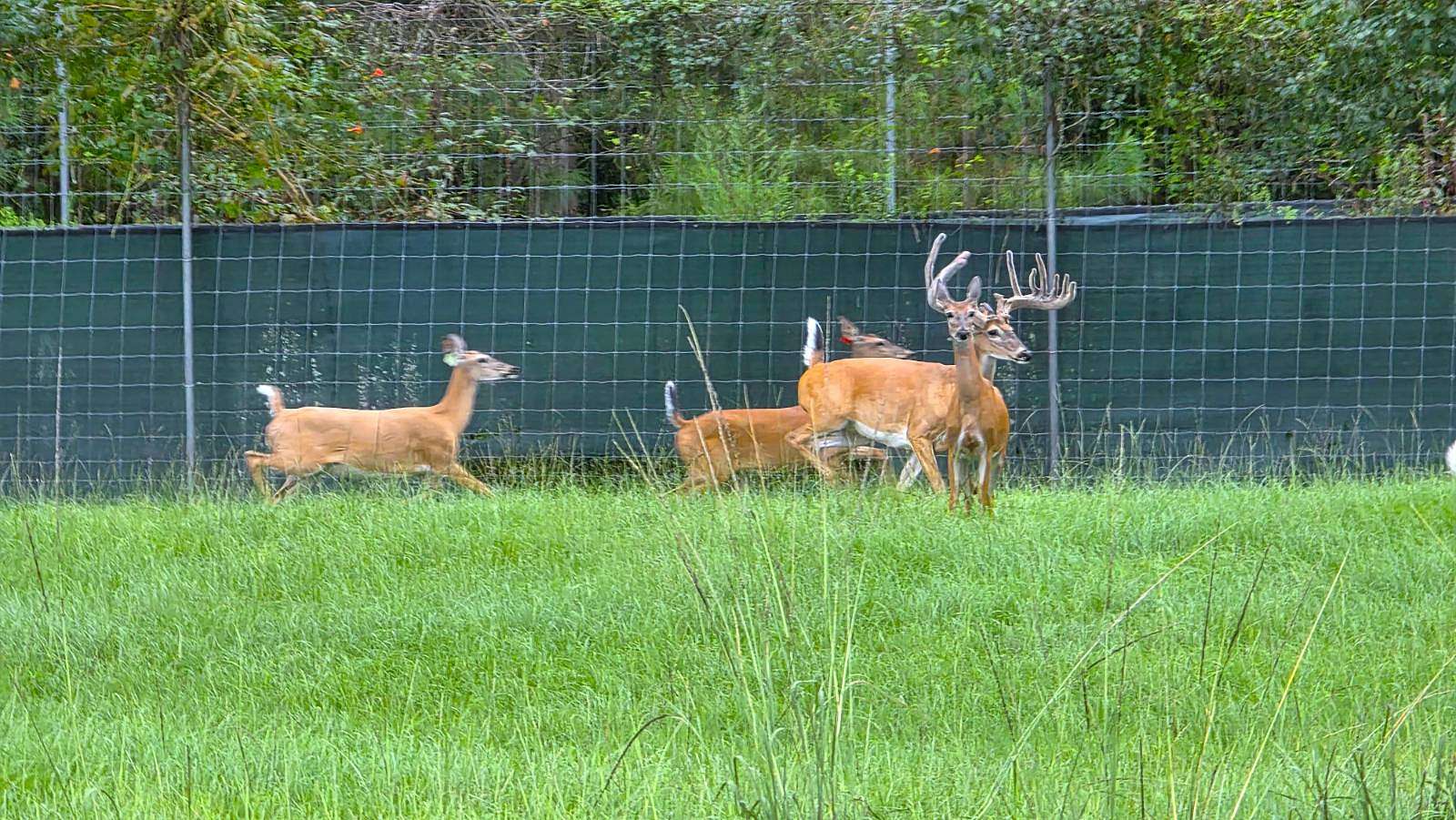 578 Acres of Land with Home for Sale in Rutledge, Alabama