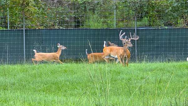 578 Acres of Recreational Land with Home for Sale in Rutledge, Alabama