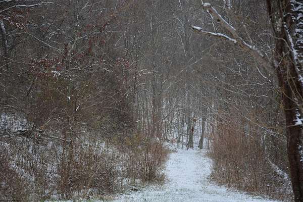 17 Acres of Land for Sale in Roanoke, West Virginia