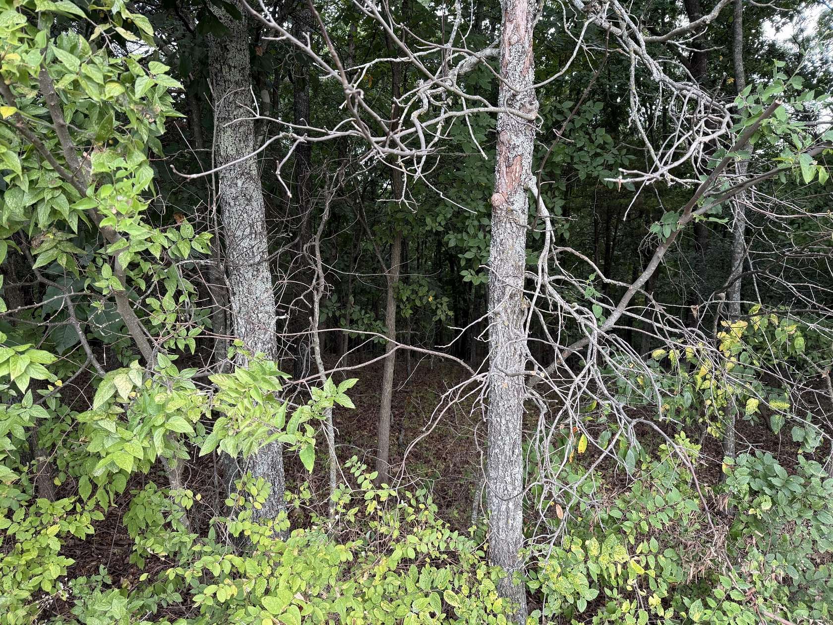 0.37 Acres of Residential Land for Sale in Kimberling City, Missouri