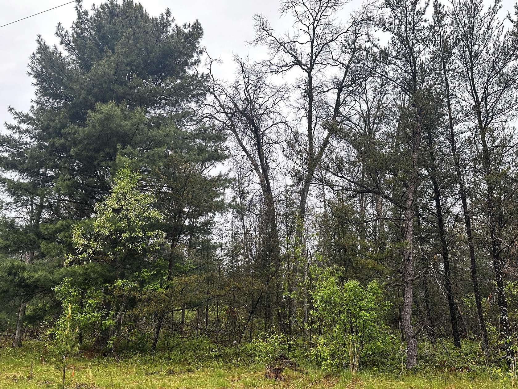 5 Acres of Land for Sale in Irons, Michigan