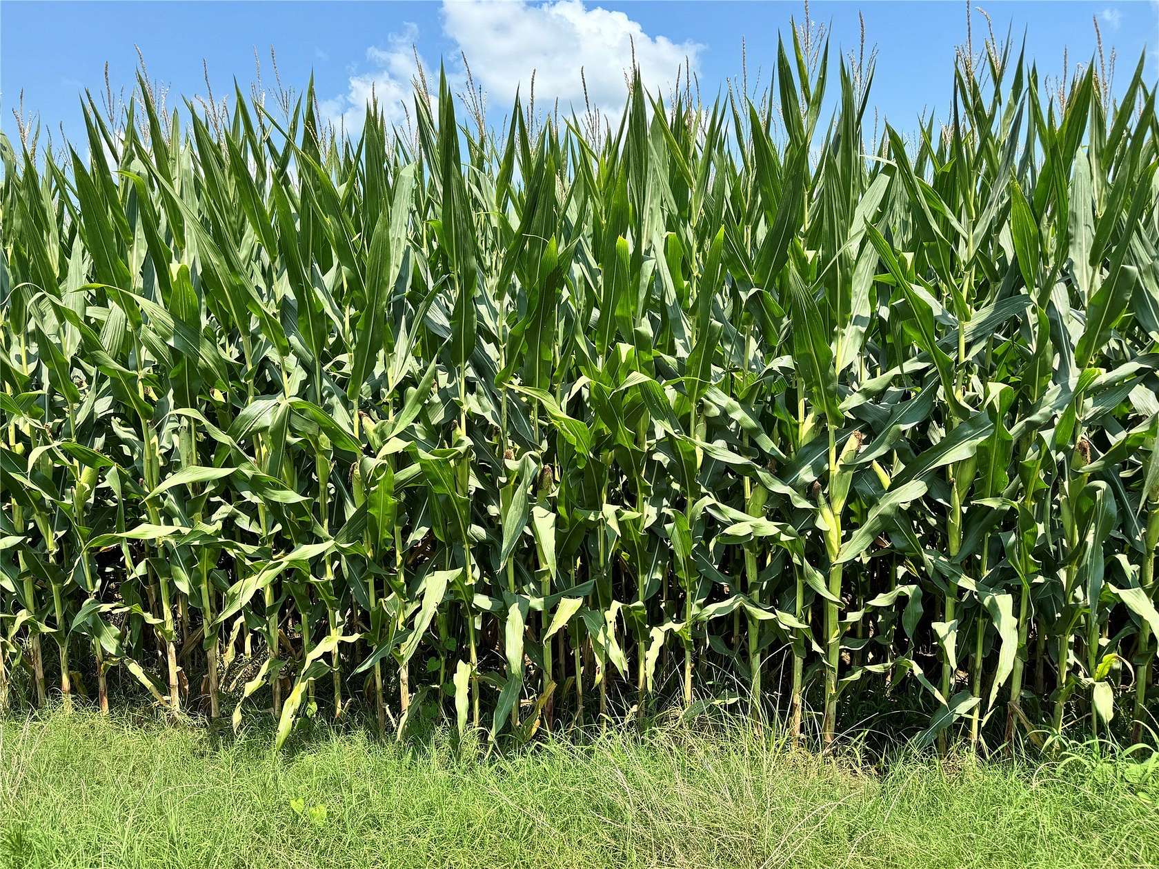 53.5 Acres of Land for Sale in Humnoke, Arkansas