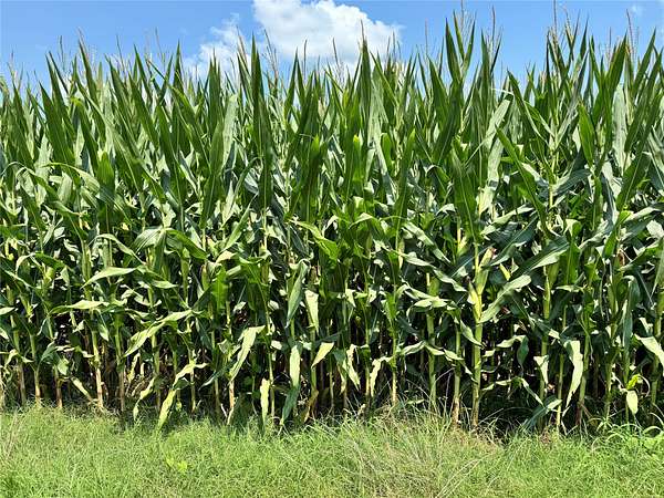 53.5 Acres of Land for Sale in Humnoke, Arkansas