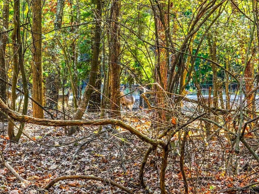 0.2 Acres of Residential Land for Sale in Mount Vernon, Texas