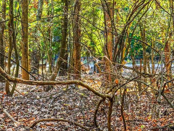 0.2 Acres of Residential Land for Sale in Mount Vernon, Texas