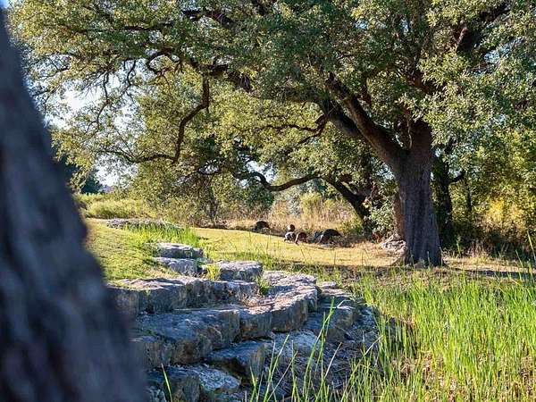 0.31 Acres of Residential Land for Sale in Cleburne, Texas