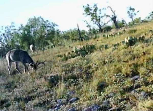 22.5 Acres of Recreational Land for Sale in Menard, Texas