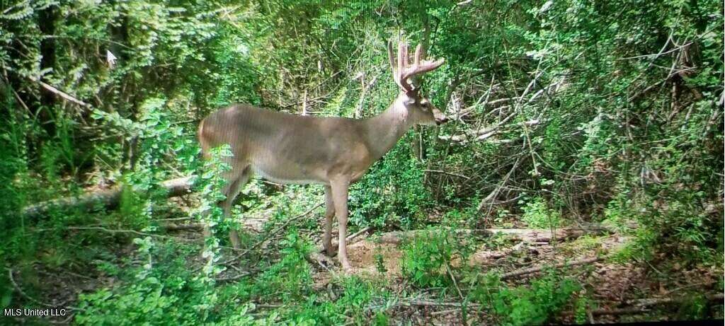 207 Acres of Land with Home for Sale in Osyka, Mississippi