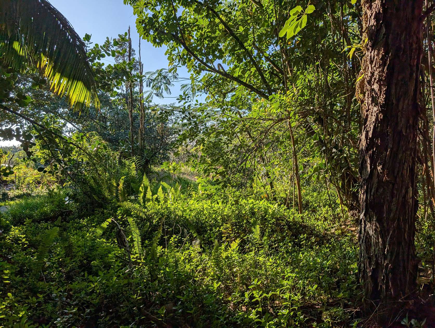 1 Acre of Land for Sale in Keaau, Hawaii