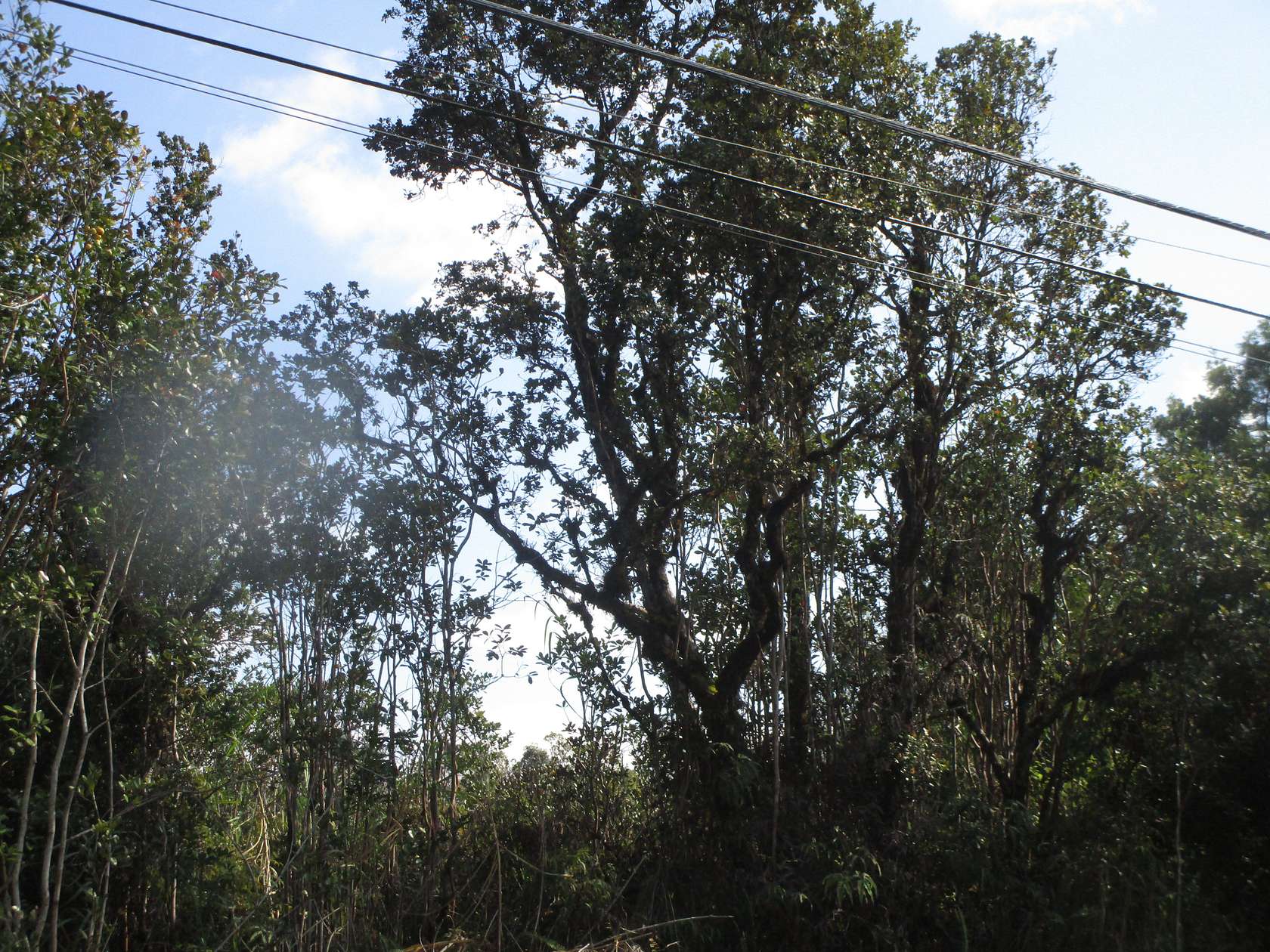 2 Acres of Land for Sale in Mountain View, Hawaii