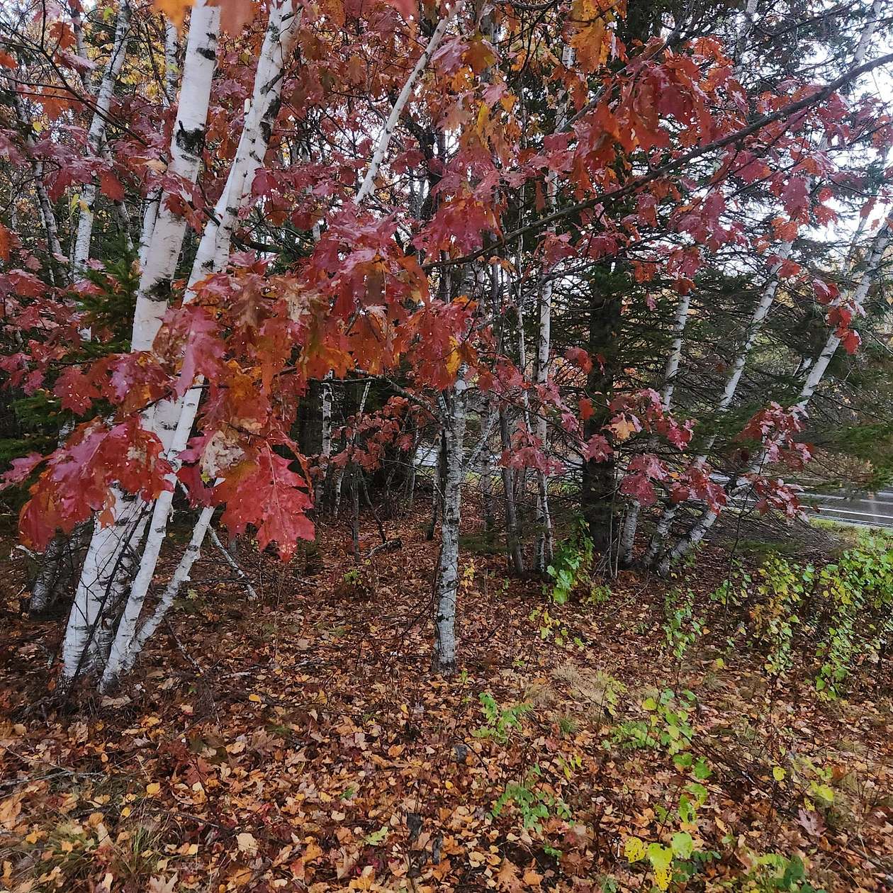 1.1 Acres of Residential Land for Sale in Beddington, Maine