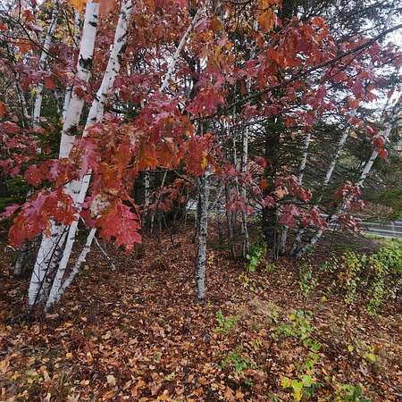 1.1 Acres of Residential Land for Sale in Beddington, Maine