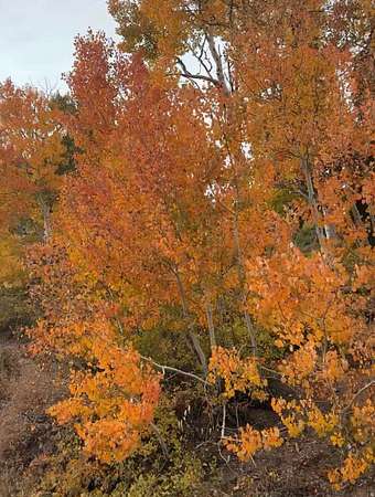 1.54 Acres of Mixed-Use Land for Sale in Eden, Utah