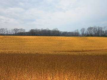 Land for Sale in Norris City, Illinois