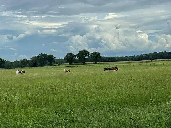 30 Acres of Agricultural Land for Sale in Old Town, Florida