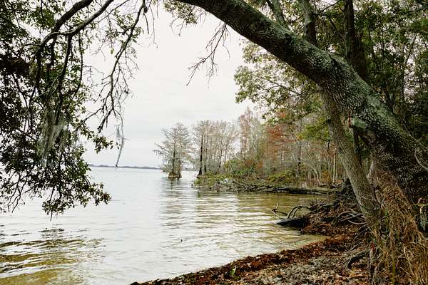 107 Acres of Land for Sale in Eutaw Springs, South Carolina