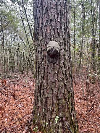 200 Acres of Recreational Land for Sale in Buckatunna, Mississippi