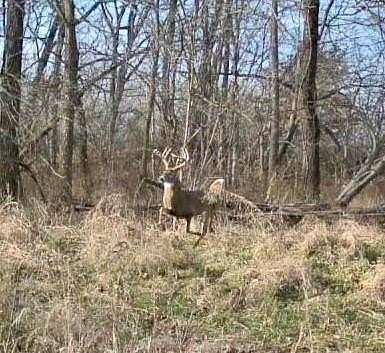 33.4 Acres of Recreational Land for Sale in Richmond, Missouri