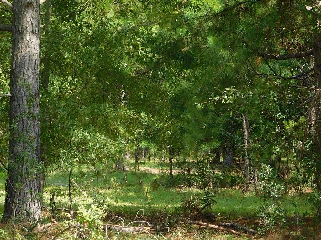 8 Acres of Residential Land for Sale in Claxton, Georgia