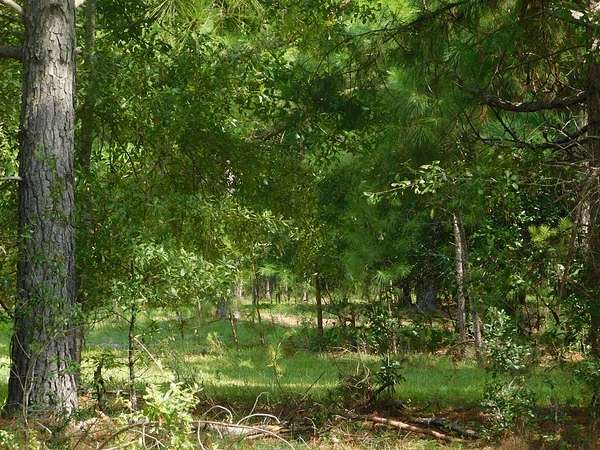 8 Acres of Residential Land for Sale in Claxton, Georgia