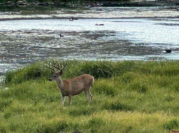 2.8 Acres of Land for Sale in Powderhorn, Colorado