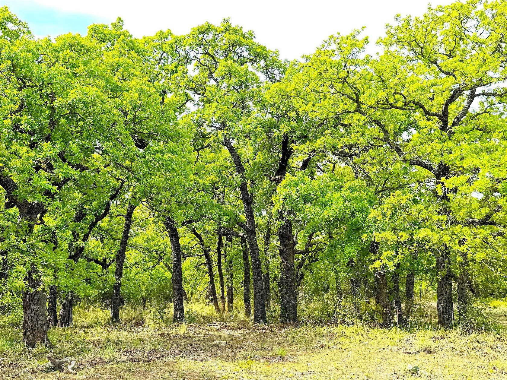 36 Acres of Land for Sale in Poolville, Texas