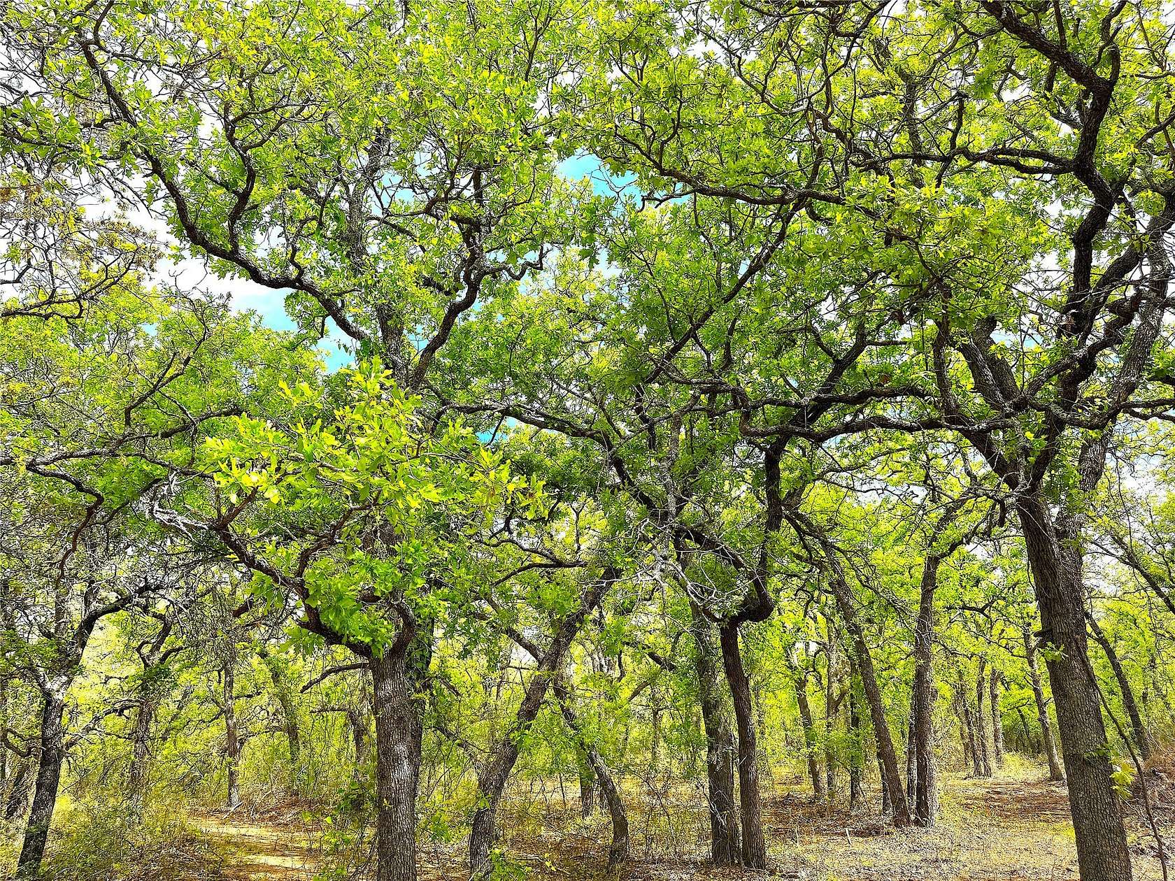 55 Acres of Land for Sale in Poolville, Texas
