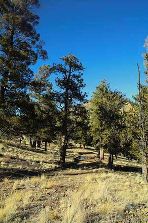 35 Acres of Recreational Land for Sale in Hartsel, Colorado