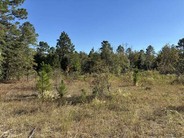 7 Acres of Land for Sale in Windsor, South Carolina