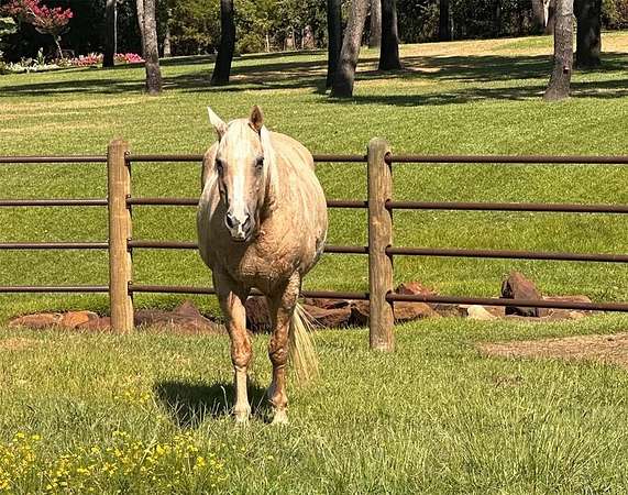 2 Acres of Residential Land with Home for Sale in Pilot Point, Texas