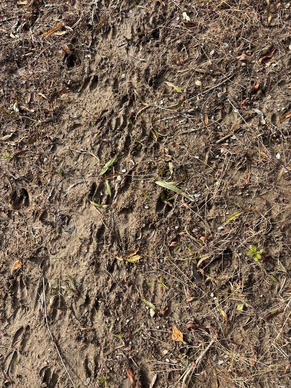 189 Acres of Recreational Land for Sale in Greenville, Mississippi