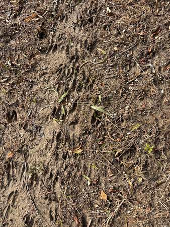 189 Acres of Recreational Land for Sale in Greenville, Mississippi