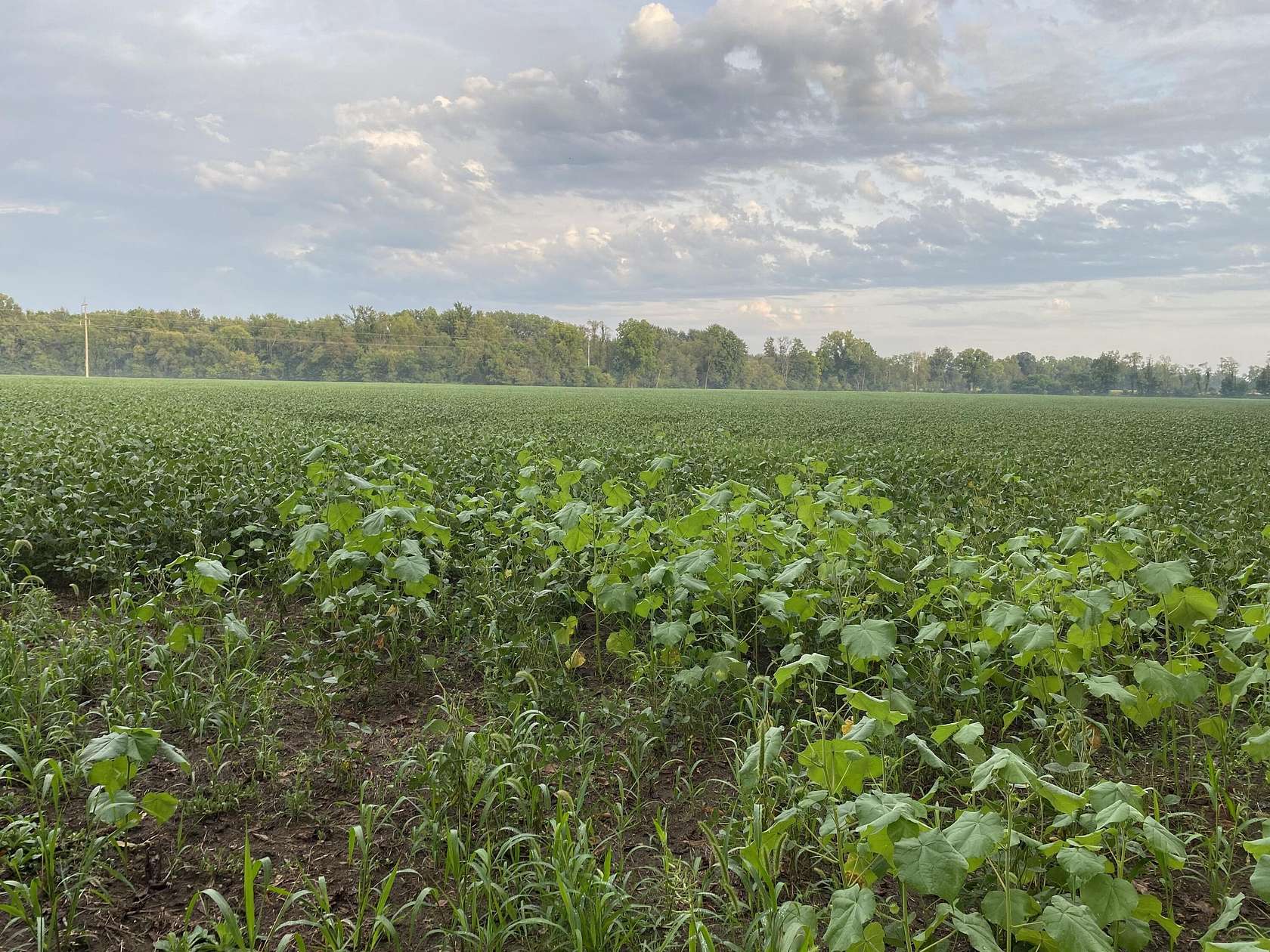 80 Acres of Land for Sale in Bronson, Michigan