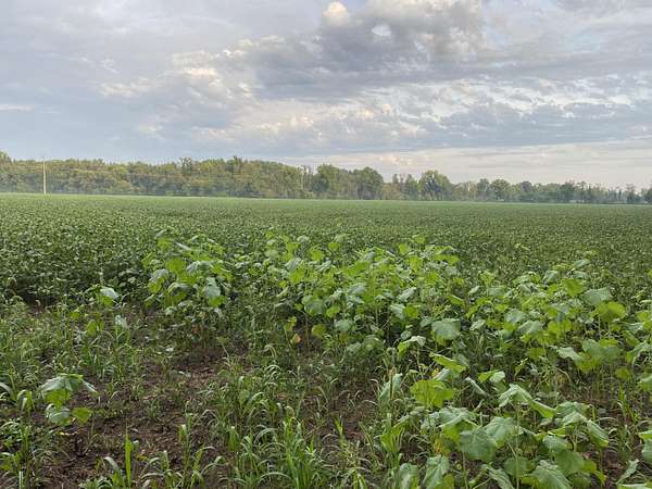 80 Acres of Land for Sale in Bronson, Michigan