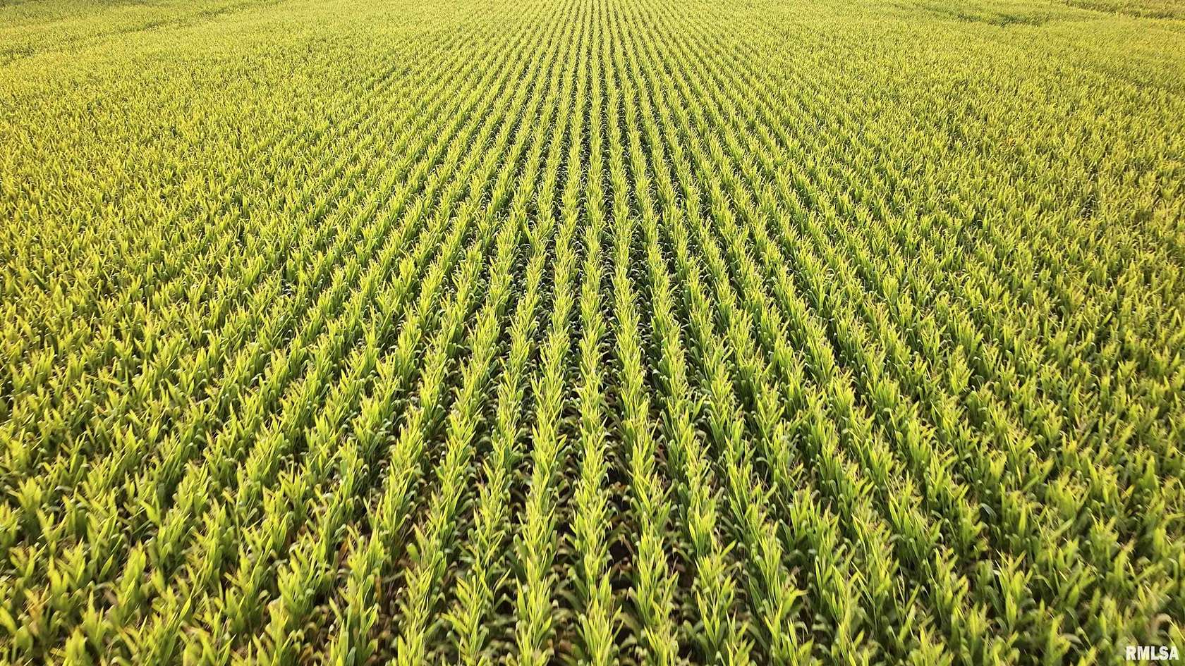 85 Acres of Recreational Land & Farm for Sale in Dahinda, Illinois