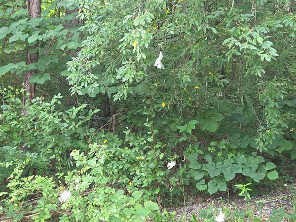 3.53 Acres of Mixed-Use Land for Sale in Louisa, Kentucky
