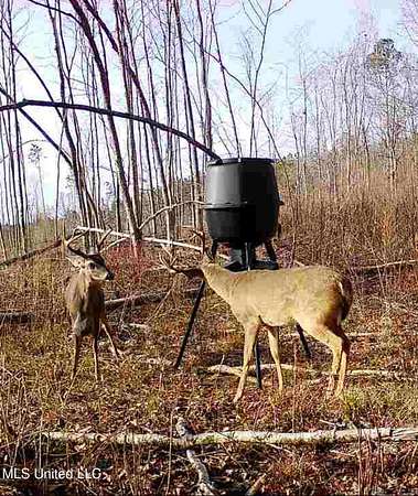 79 Acres of Recreational Land for Sale in Kosciusko, Mississippi