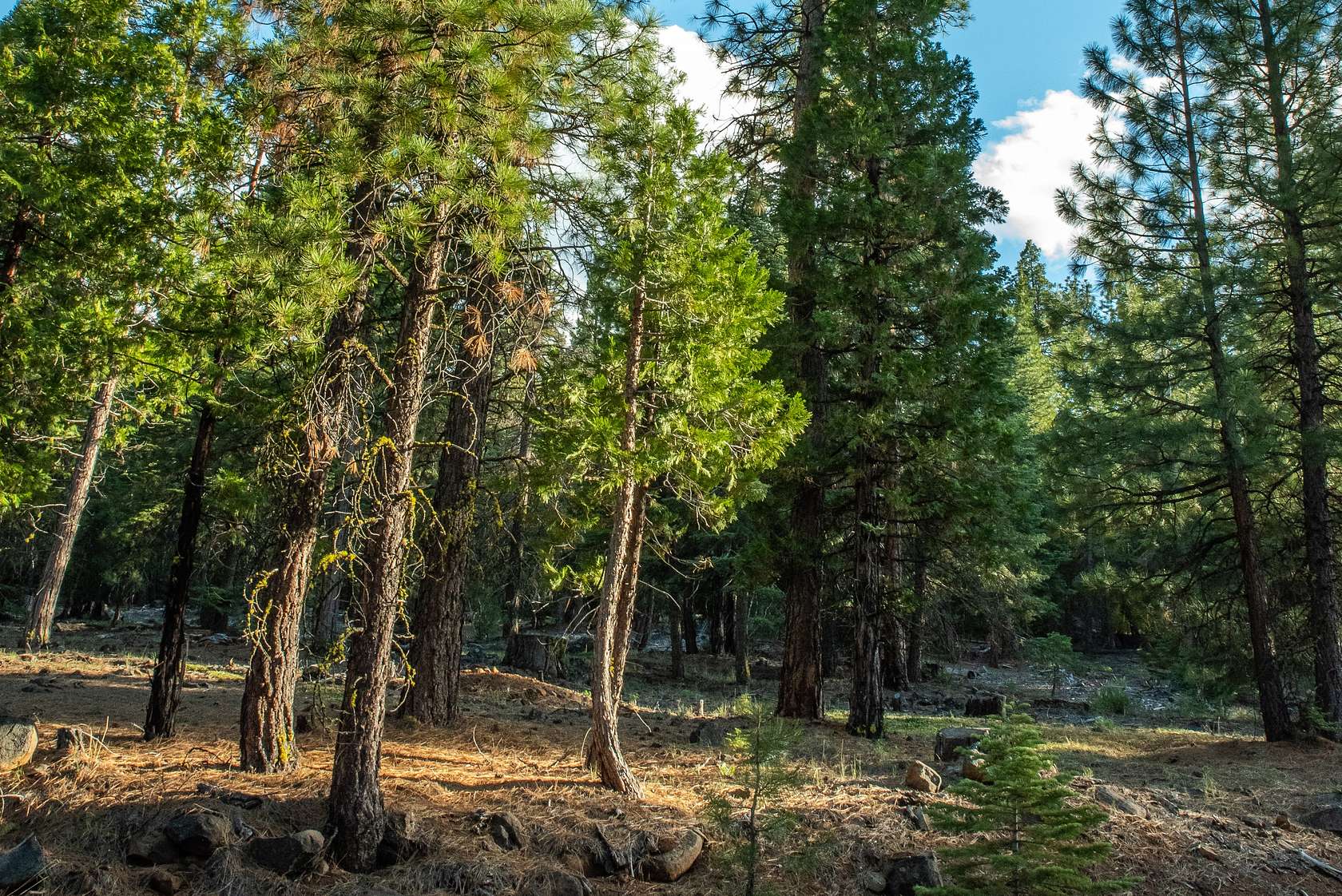 1 Acre of Residential Land for Sale in Alturas, California