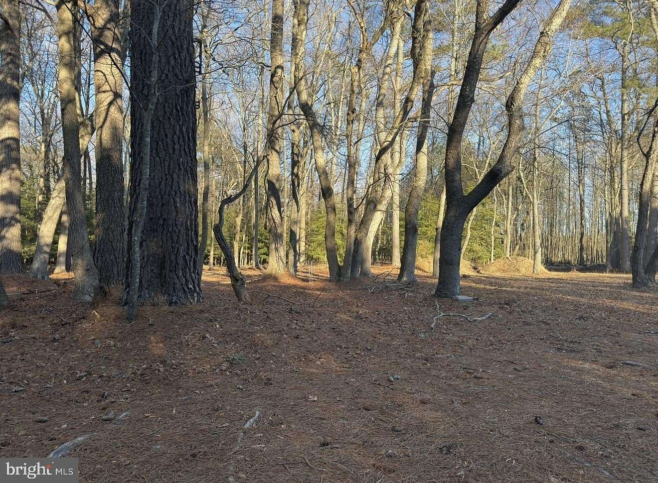 1 Acre of Residential Land for Sale in Mardela Springs, Maryland