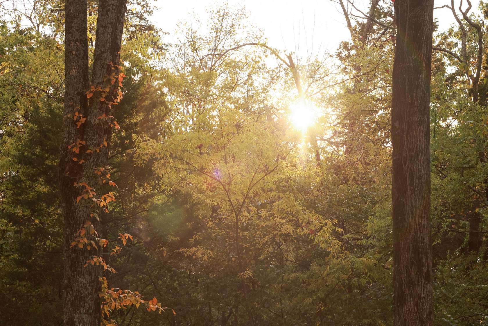 4.2 Acres of Residential Land for Sale in Brentwood, Tennessee