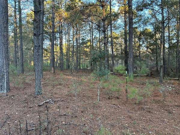 1 Acre of Residential Land for Sale in Quitman, Georgia