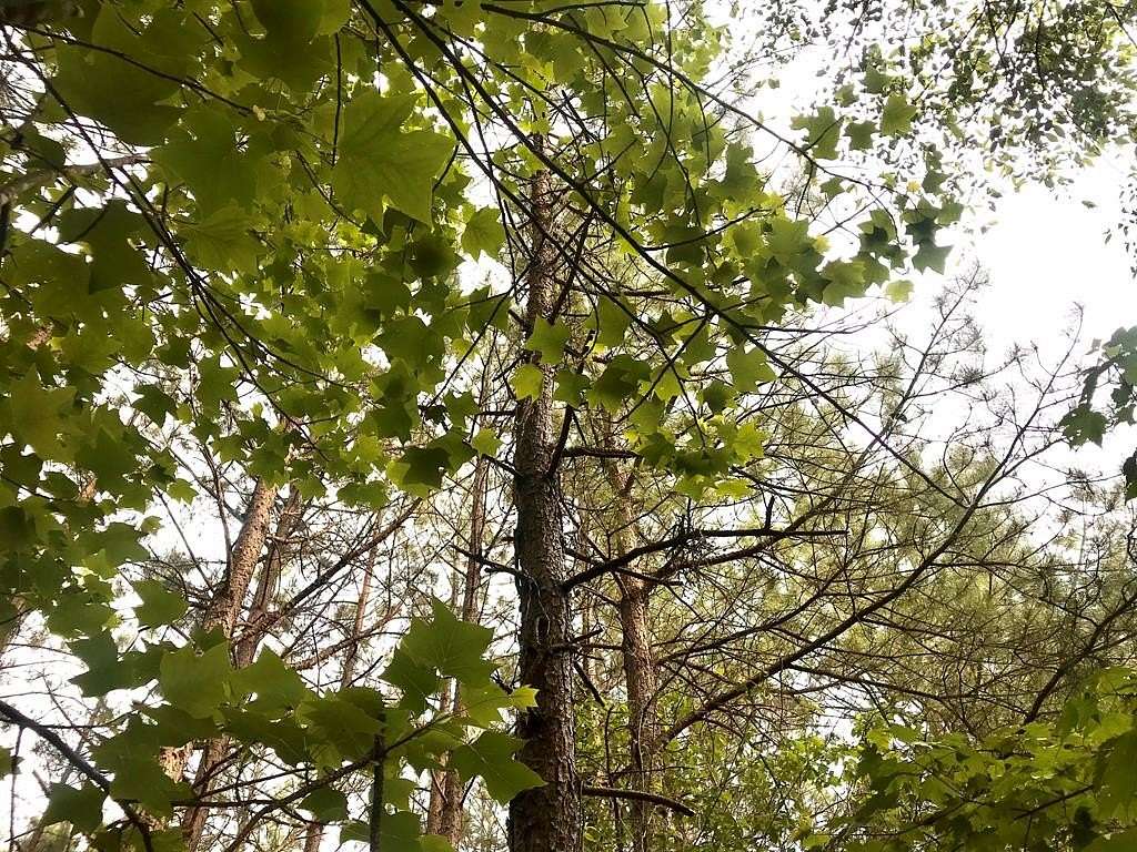 35.3 Acres of Land for Sale in Buckingham, Virginia