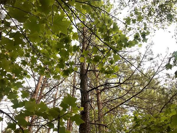 35.3 Acres of Land for Sale in Buckingham, Virginia